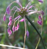 česnek kýlnatý <i>(Allium carinatum)</i> / Květ/Květenství