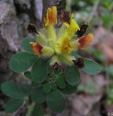 čilimník nízký <i>(Cytisus supinus)</i> / Květ/Květenství