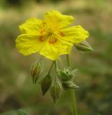 devaterník velkokvětý <i>(Helianthemum grandiflorum)</i> / Květ/Květenství