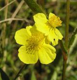 devaterník velkokvětý <i>(Helianthemum grandiflorum)</i> / Květ/Květenství