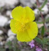 devaterník velkokvětý <i>(Helianthemum grandiflorum)</i> / Květ/Květenství