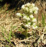 devětsil bílý <i>(Petasites albus)</i> / Habitus