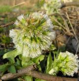 devětsil bílý <i>(Petasites albus)</i> / Habitus