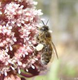 devětsil lékařský <i>(Petasites hybridus)</i> / Květ/Květenství