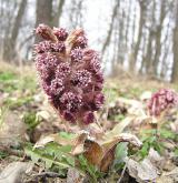 devětsil lékařský <i>(Petasites hybridus)</i> / Habitus