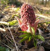 devětsil lékařský <i>(Petasites hybridus)</i> / Habitus