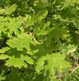 dub pýřitý <i>(Quercus pubescens)</i> / Ostatní
