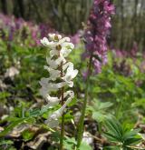 dymnivka dutá <i>(Corydalis cava)</i>