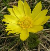 hlaváček jarní <i>(Adonis vernalis)</i> / Květ/Květenství