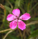 hvozdík kropenatý <i>(Dianthus deltoides)</i> / Květ/Květenství