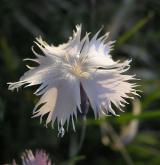 hvozdík Lumnitzerův <i>(Dianthus lumnitzeri)</i> / Květ/Květenství