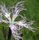 hvozdík pyšný <i>(Dianthus superbus)</i>