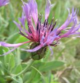 chrpa chlumní <i>(Centaurea triumfettii)</i> / Květ/Květenství