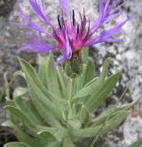 chrpa chlumní <i>(Centaurea triumfettii)</i> / Habitus