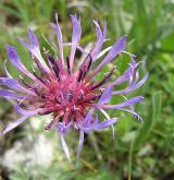 chrpa chlumní <i>(Centaurea triumfettii)</i> / Květ/Květenství