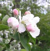 jabloň obecná <i>(Malus ×domestica)</i> / Květ/Květenství