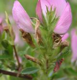 jehlice trnitá <i>(Ononis spinosa)</i> / Květ/Květenství