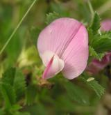jehlice trnitá <i>(Ononis spinosa)</i> / Květ/Květenství