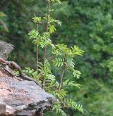 jeřáb ptačí <i>(Sorbus aucuparia)</i> / Habitus