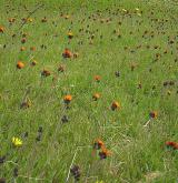 jestřábník oranžový <i>(Hieracium aurantiacum)</i> / Porost