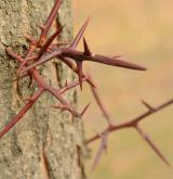 dřezovec trojtrnný <i>(Gleditsia triacanthos)</i> / Borka kmene