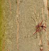 dřezovec trojtrnný <i>(Gleditsia triacanthos)</i> / Borka kmene