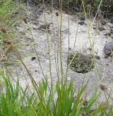 jitrocel nejvyšší <i>(Plantago altissima)</i> / Habitus