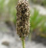 jitrocel nejvyšší <i>(Plantago altissima)</i> / Květ/Květenství