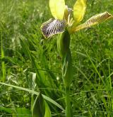 kosatec různobarvý <i>(Iris variegata)</i> / Habitus