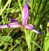 kosatec trávovitý <i>(Iris graminea)</i> / Květ/Květenství