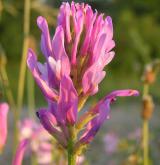 kozinec vičencovitý <i>(Astragalus onobrychis)</i> / Květ/Květenství