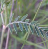 kozinec vičencovitý <i>(Astragalus onobrychis)</i> / List