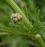 kozlík lékařský <i>(Valeriana officinalis)</i> / Habitus