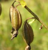 kruštík bahenní <i>(Epipactis palustris)</i> / Plod