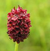 krvavec toten <i>(Sanguisorba officinalis)</i> / Květ/Květenství