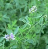 tolice setá <i>(Medicago sativa)</i> / Habitus