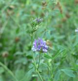 tolice setá <i>(Medicago sativa)</i> / Květ/Květenství