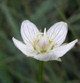 tolije bahenní <i>(Parnassia palustris)</i> / Květ/Květenství