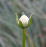 tolije bahenní <i>(Parnassia palustris)</i> / Květ/Květenství