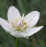 tolije bahenní <i>(Parnassia palustris)</i>