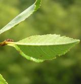 višeň křovitá <i>(Prunus fruticosa)</i> / List
