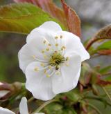 třešeň ptačí <i>(Prunus avium)</i> / Květ/Květenství