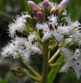 vachta trojlistá <i>(Menyanthes trifoliata)</i> / Květ/Květenství