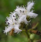 vachta trojlistá <i>(Menyanthes trifoliata)</i> / Květ/Květenství
