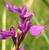 vstavač bahenní  <i>(Orchis palustris)</i> / Květ/Květenství
