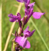 vstavač bahenní  <i>(Orchis palustris)</i> / Květ/Květenství
