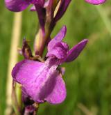 vstavač bahenní  <i>(Orchis palustris)</i> / Květ/Květenství