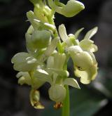 vstavač bledý <i>(Orchis pallens)</i> / Květ/Květenství