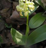 vstavač bledý <i>(Orchis pallens)</i> / Habitus