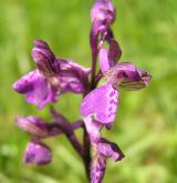 vstavač kukačka <i>(Orchis morio)</i> / Květ/Květenství